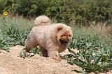CHOW CHOW 072